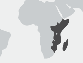 Africa